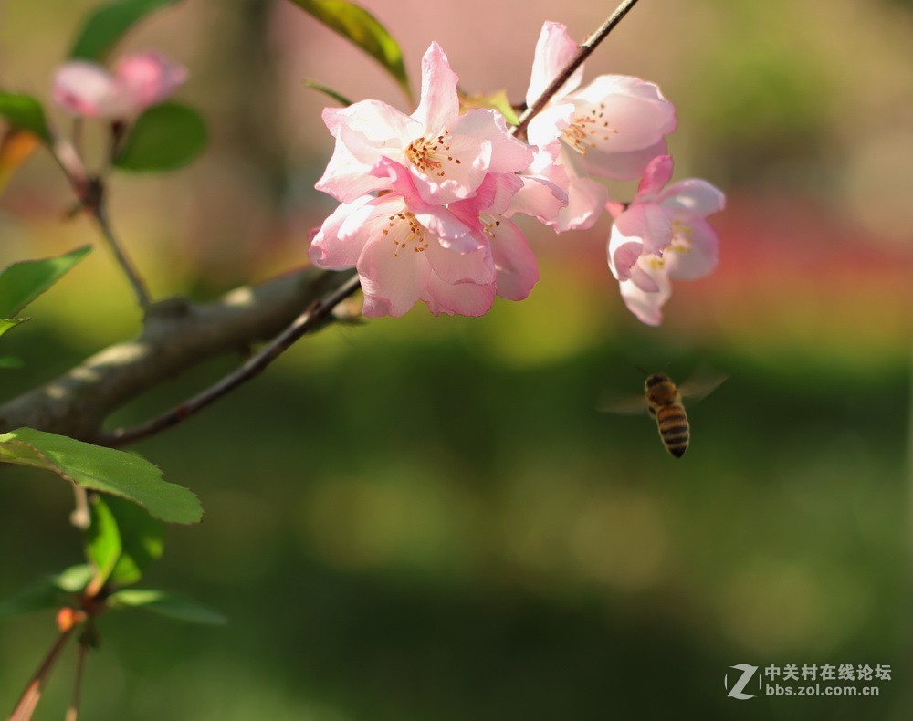 佳能M50和EF50  1.4的体验