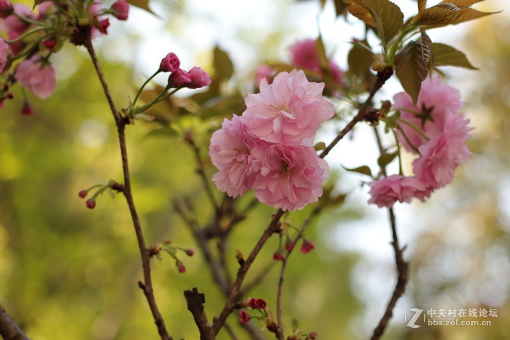 佳能M50和EF50  1.4的体验