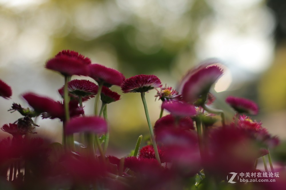 佳能M50和EF50  1.4的体验