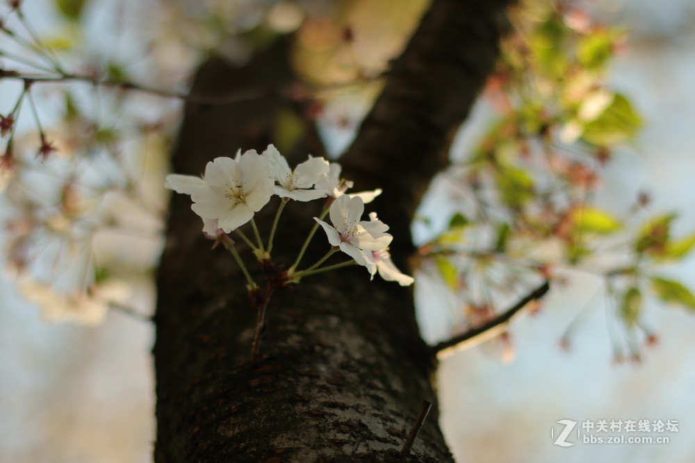 佳能M50和EF50  1.4的体验