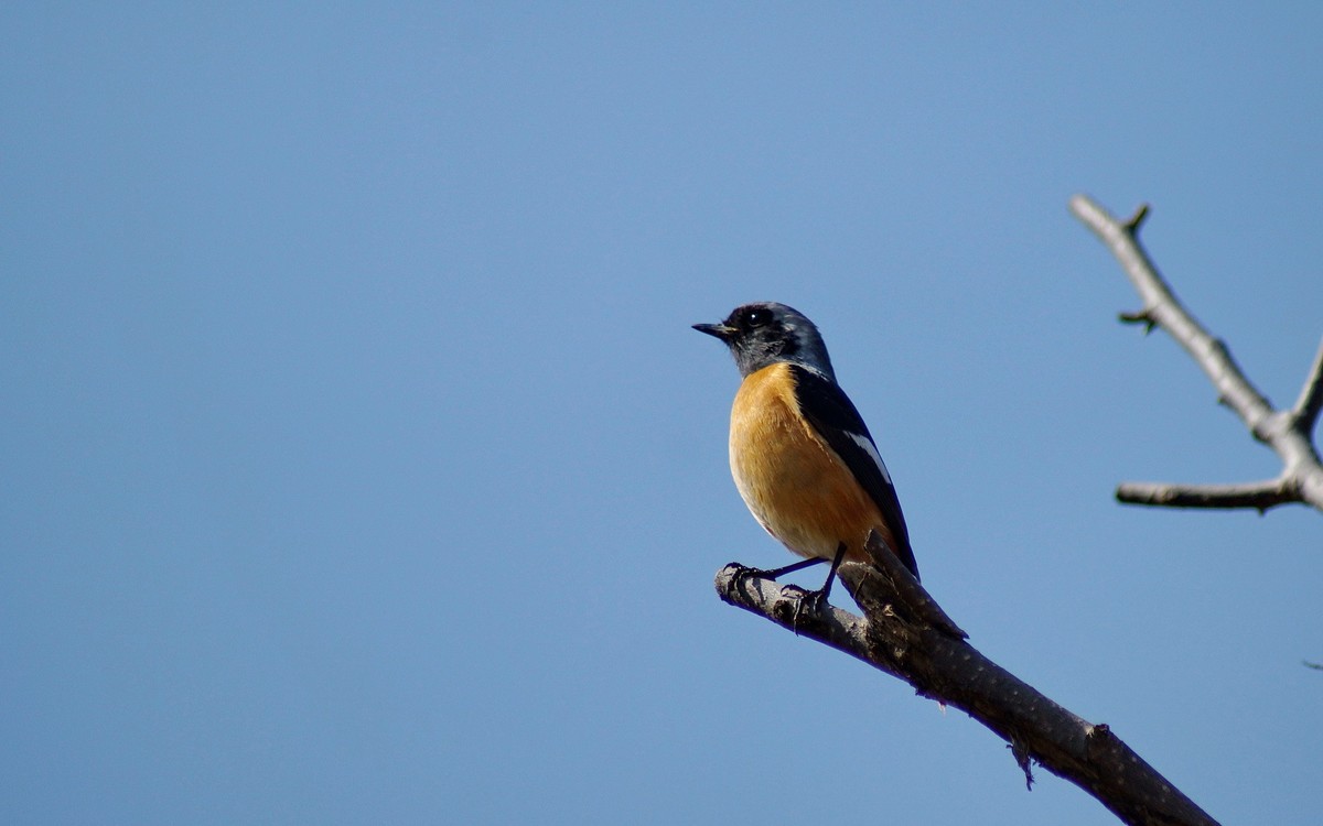小鸟与我捉迷藏