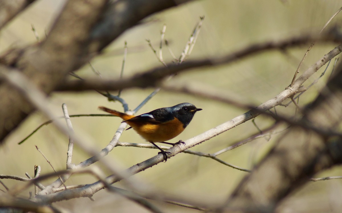 小鸟与我捉迷藏