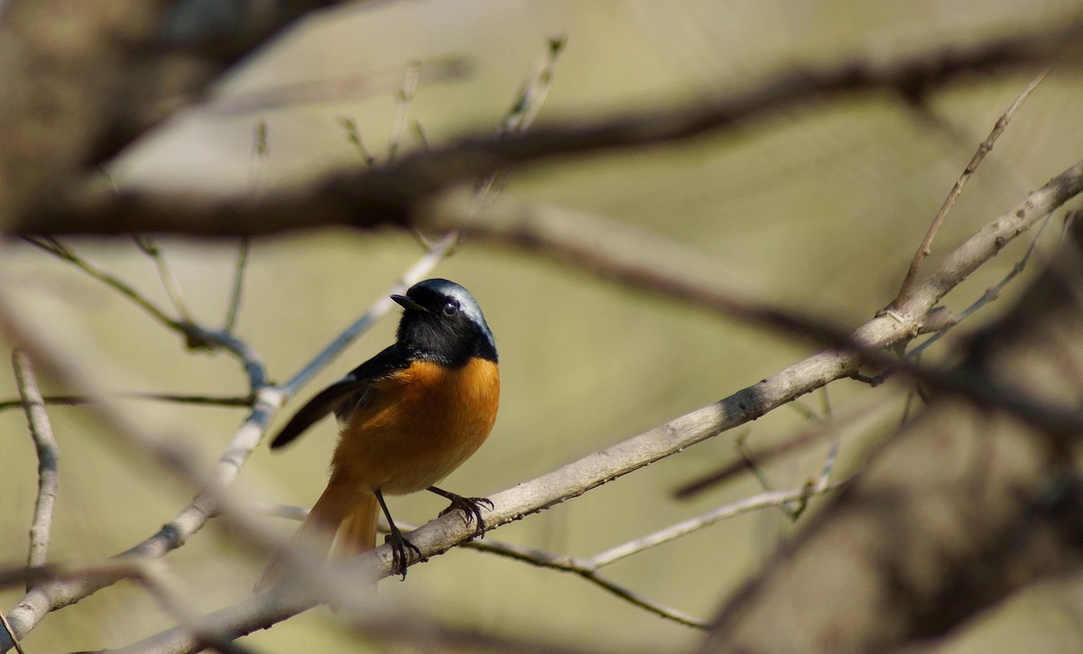 小鸟与我捉迷藏