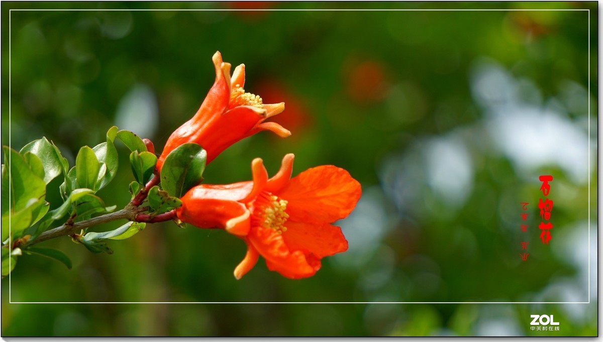 石榴花  乳山  （2020）