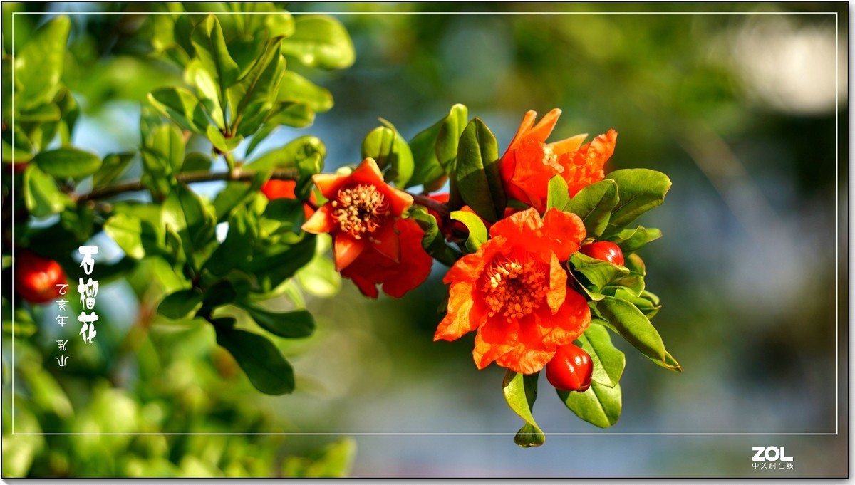石榴花  乳山  （2020）