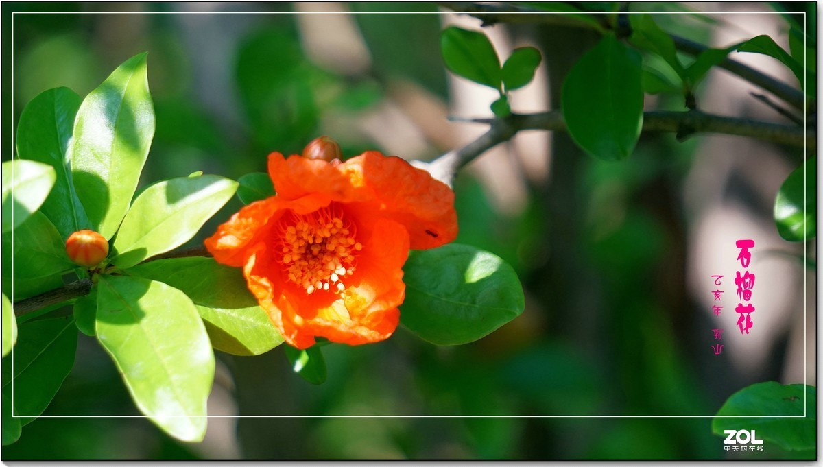 石榴花  乳山  （2020）