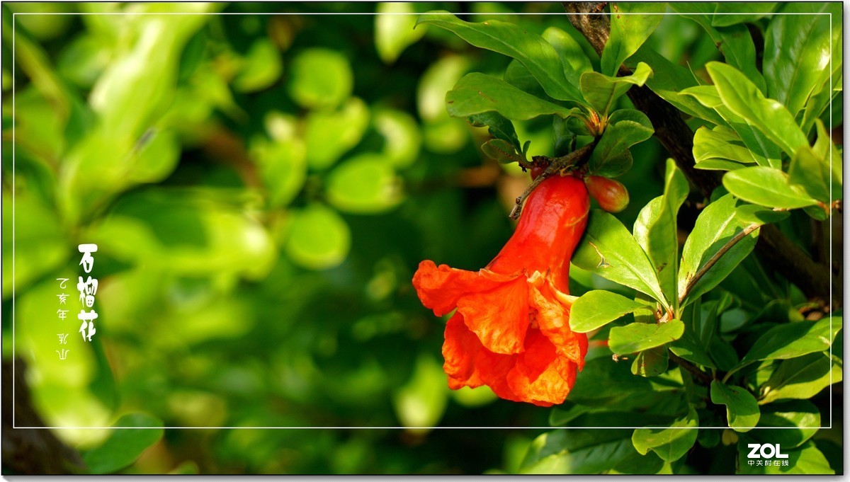 石榴花  乳山  （2020）