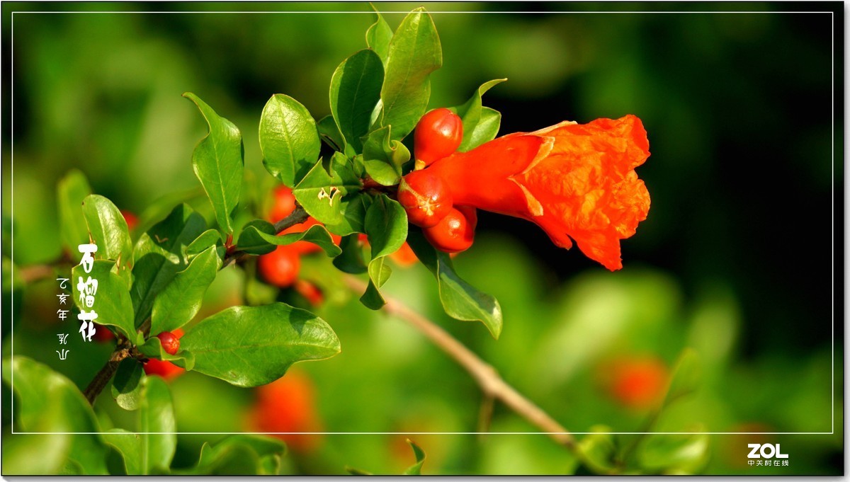 石榴花  乳山  （2020）