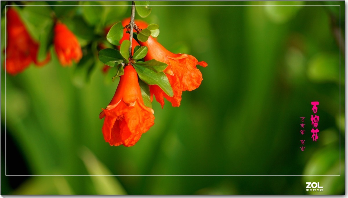 石榴花  乳山  （2020）