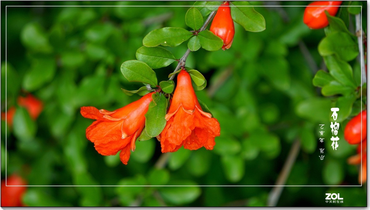 石榴花  乳山  （2020）