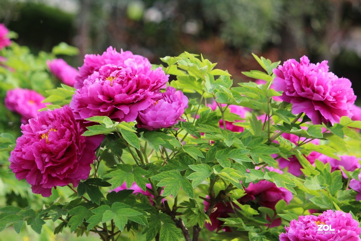 2020年洛阳牡丹节摄影作品~6