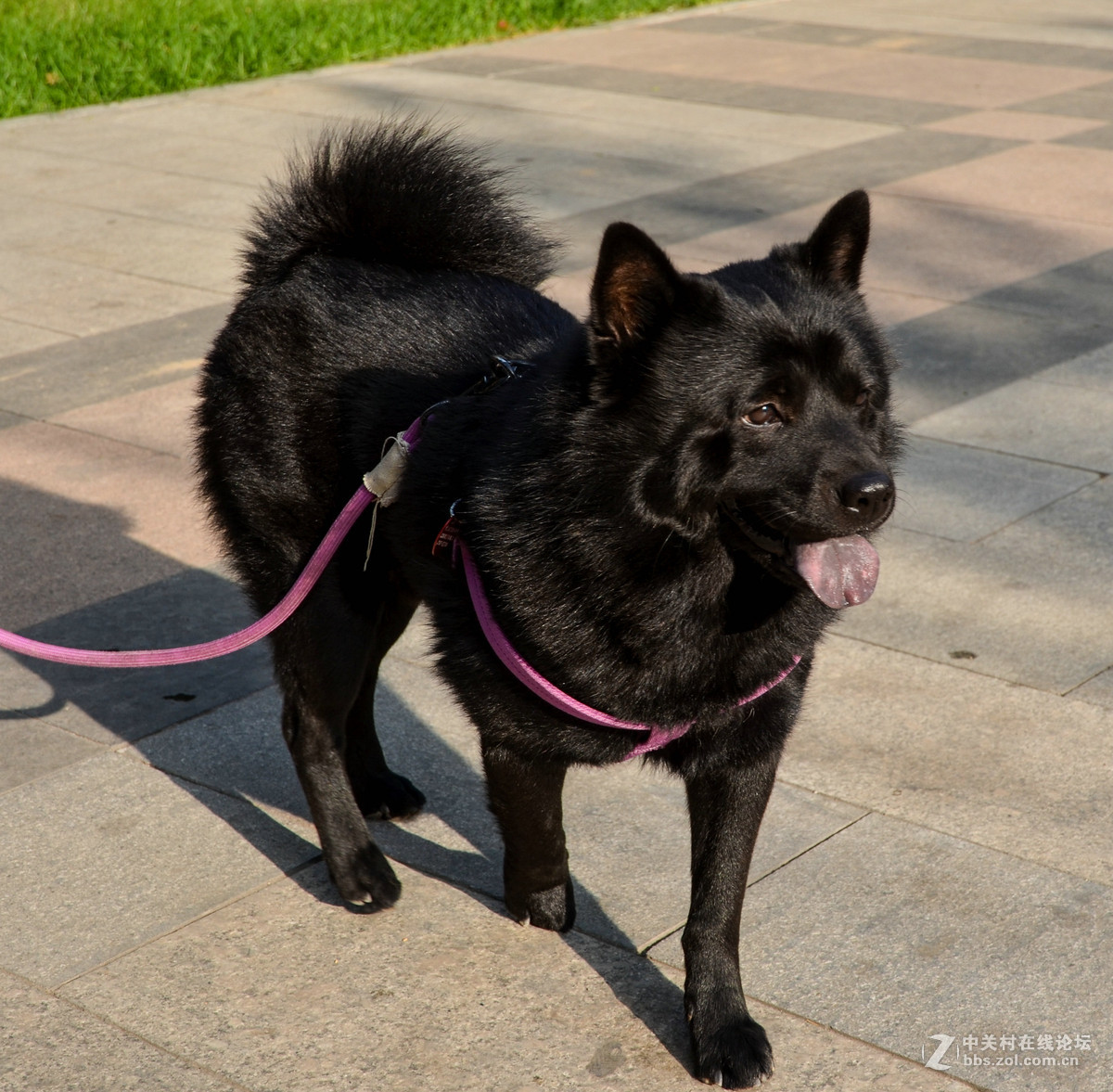 82岁老奶奶和她的黑色秋田犬