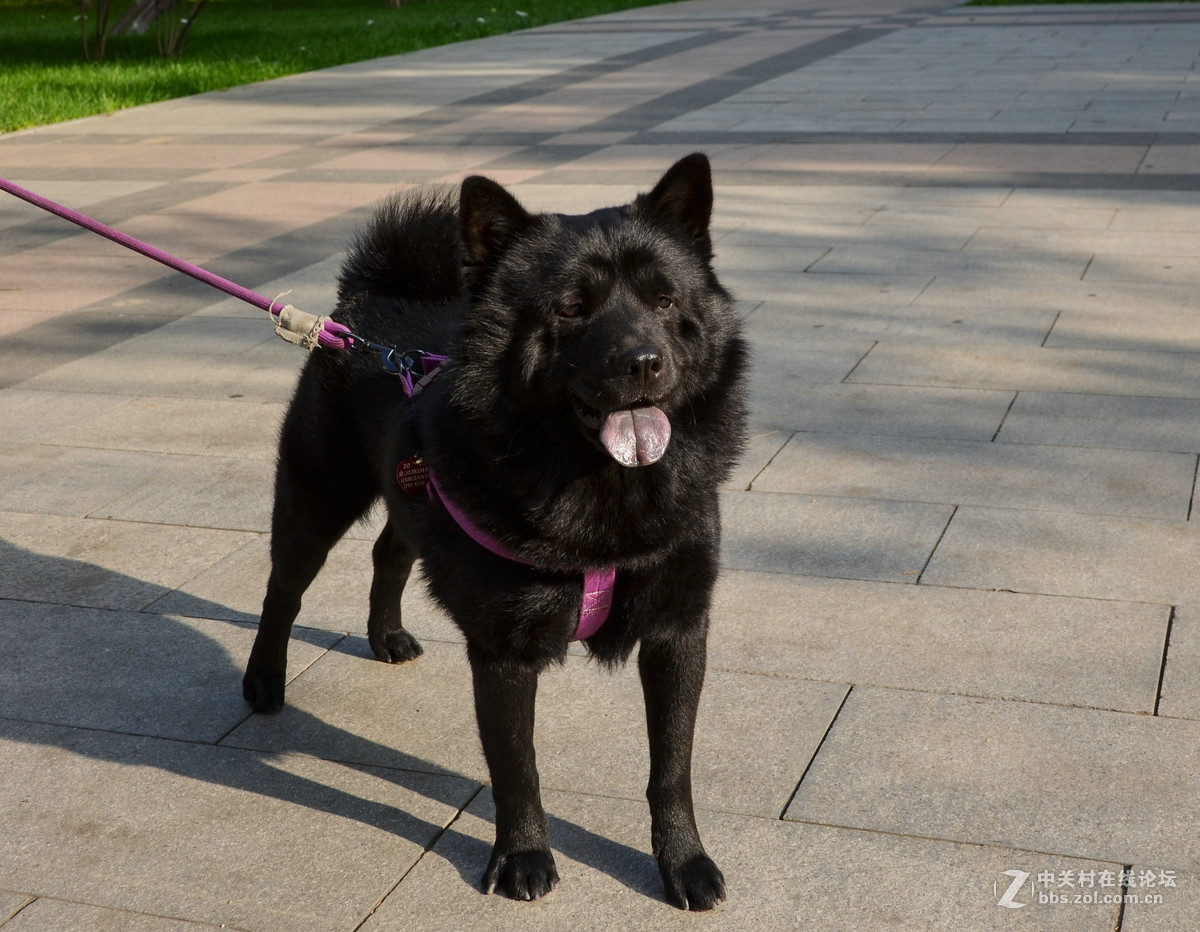 82歲老奶奶和她的黑色秋田犬