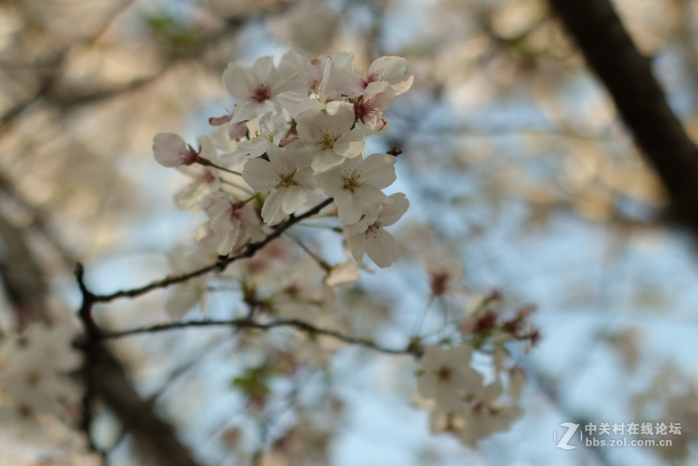 佳能M50和EF50  1.4的体验