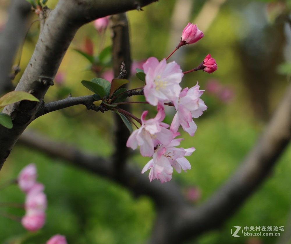 佳能M50和EF50  1.4的体验