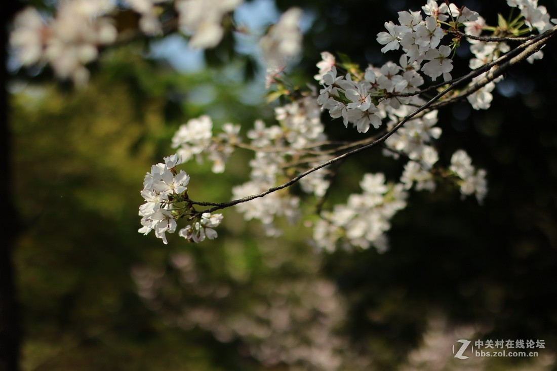 佳能M50和EF50  1.4的体验