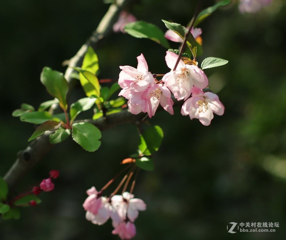 佳能M50和EF50  1.4的体验