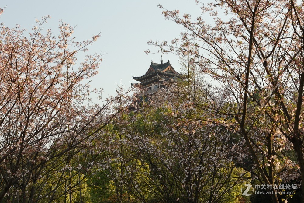 佳能M50和EF50  1.4的体验