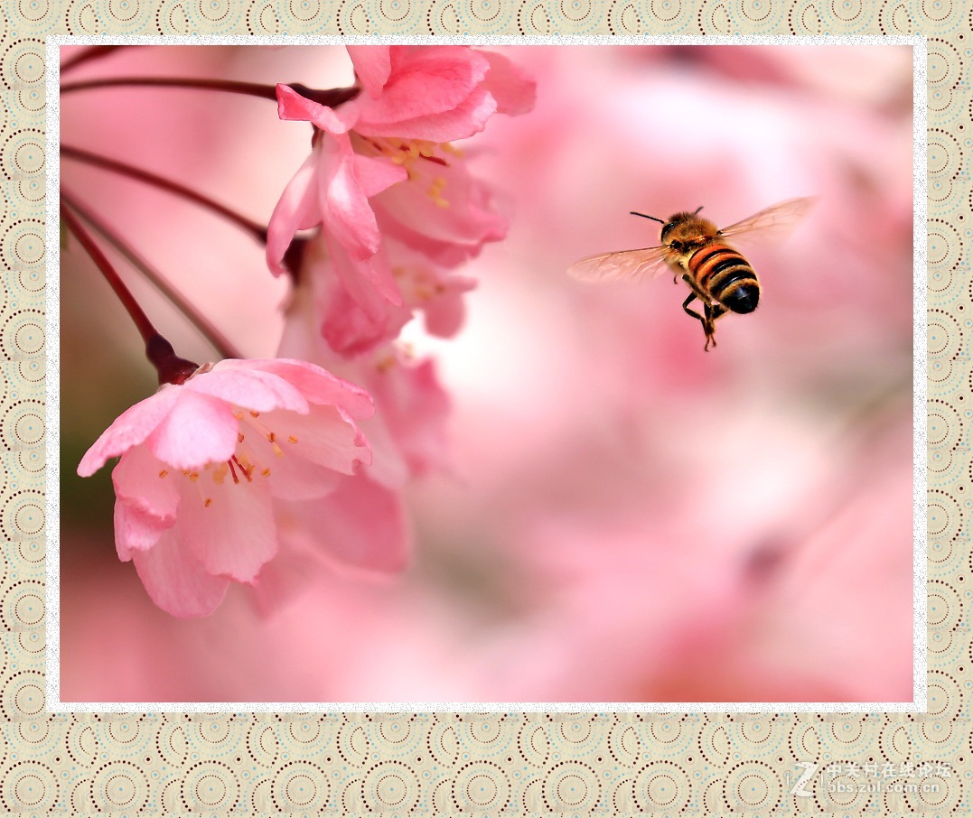 繁花丛中追飞蜂