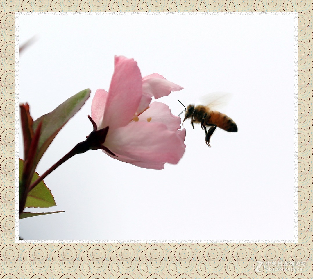 繁花丛中追飞蜂