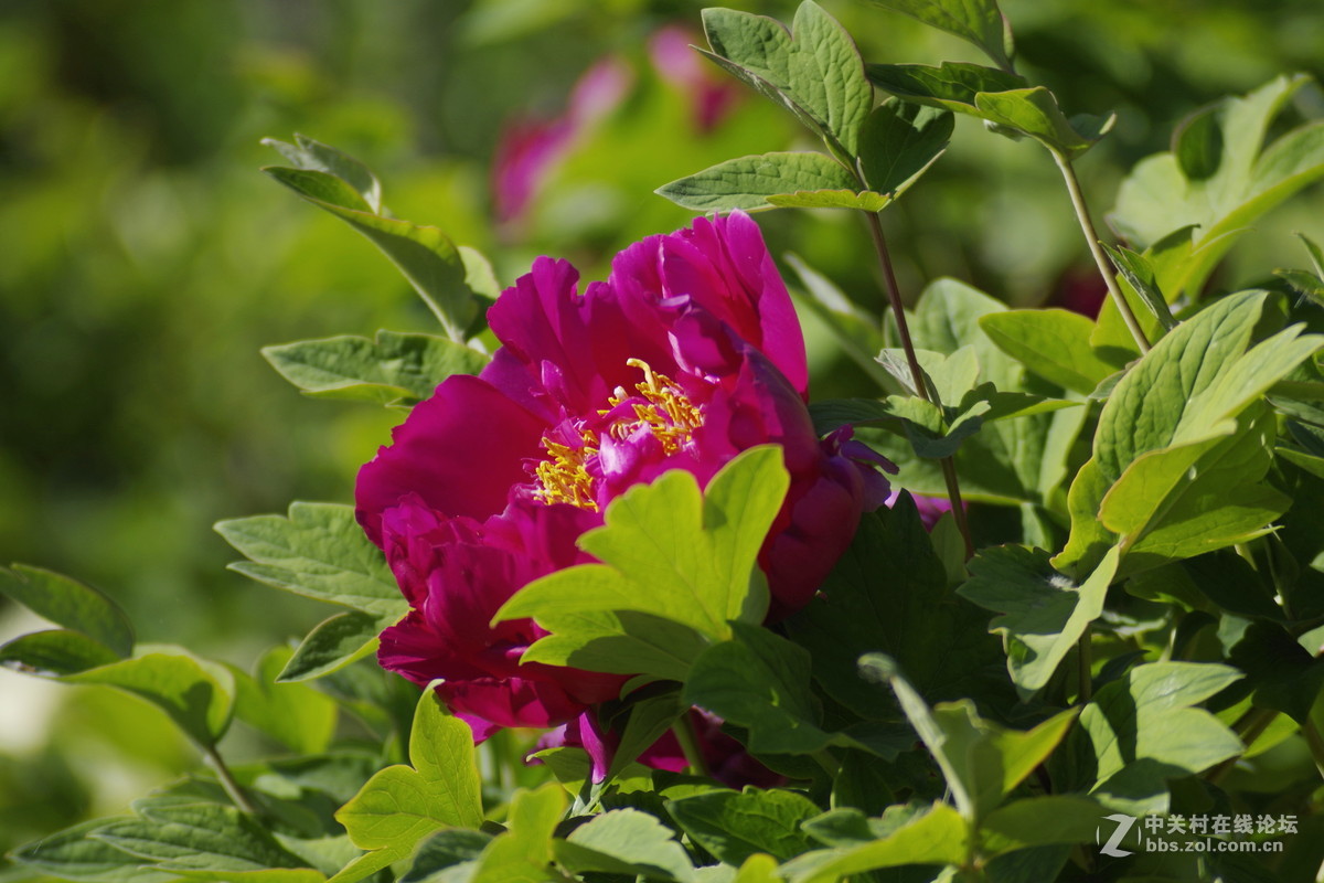 雍容华贵---牡丹