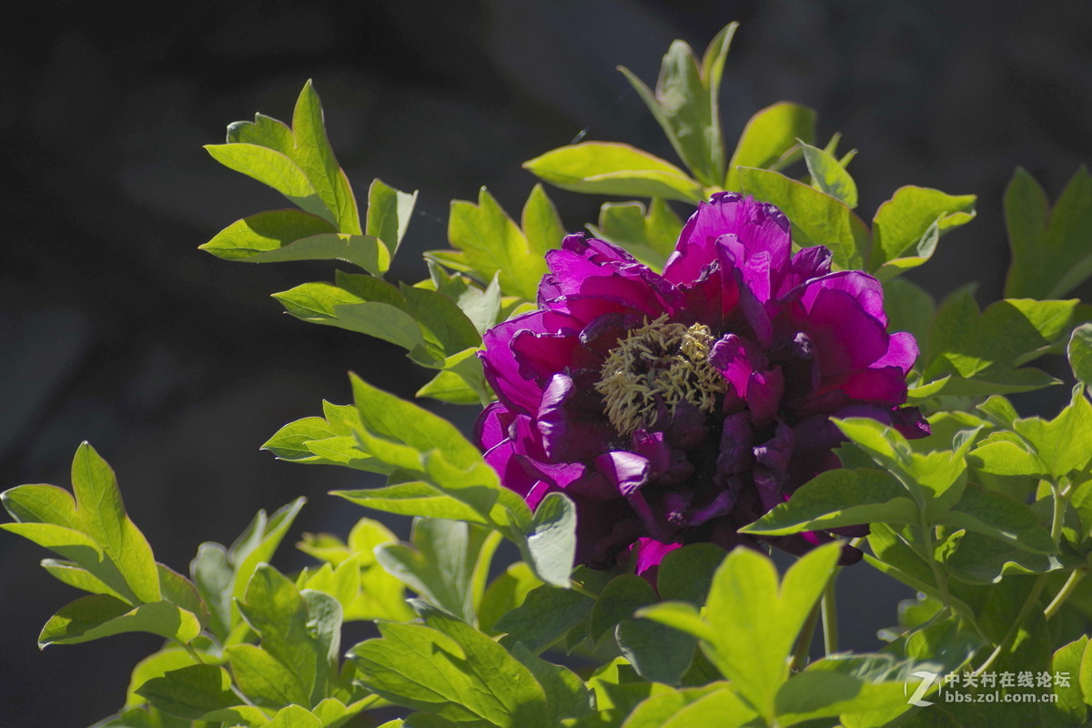 雍容华贵---牡丹