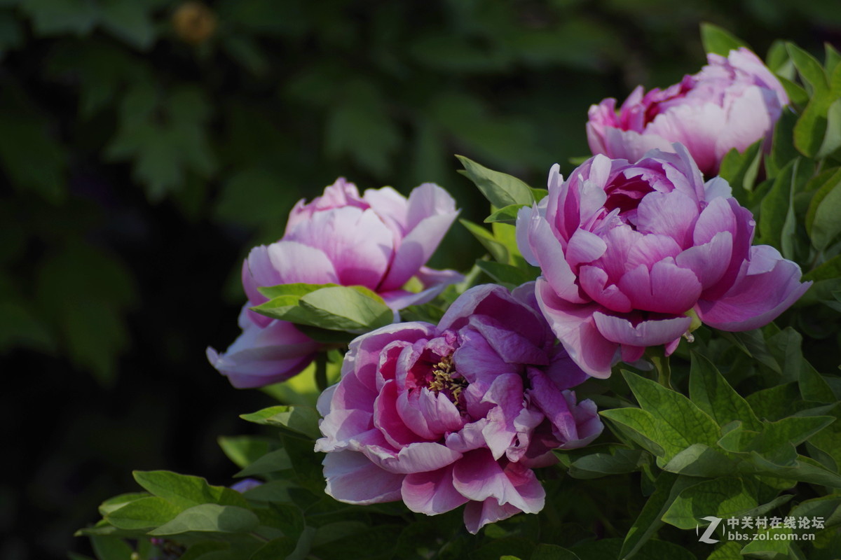 雍容华贵---牡丹