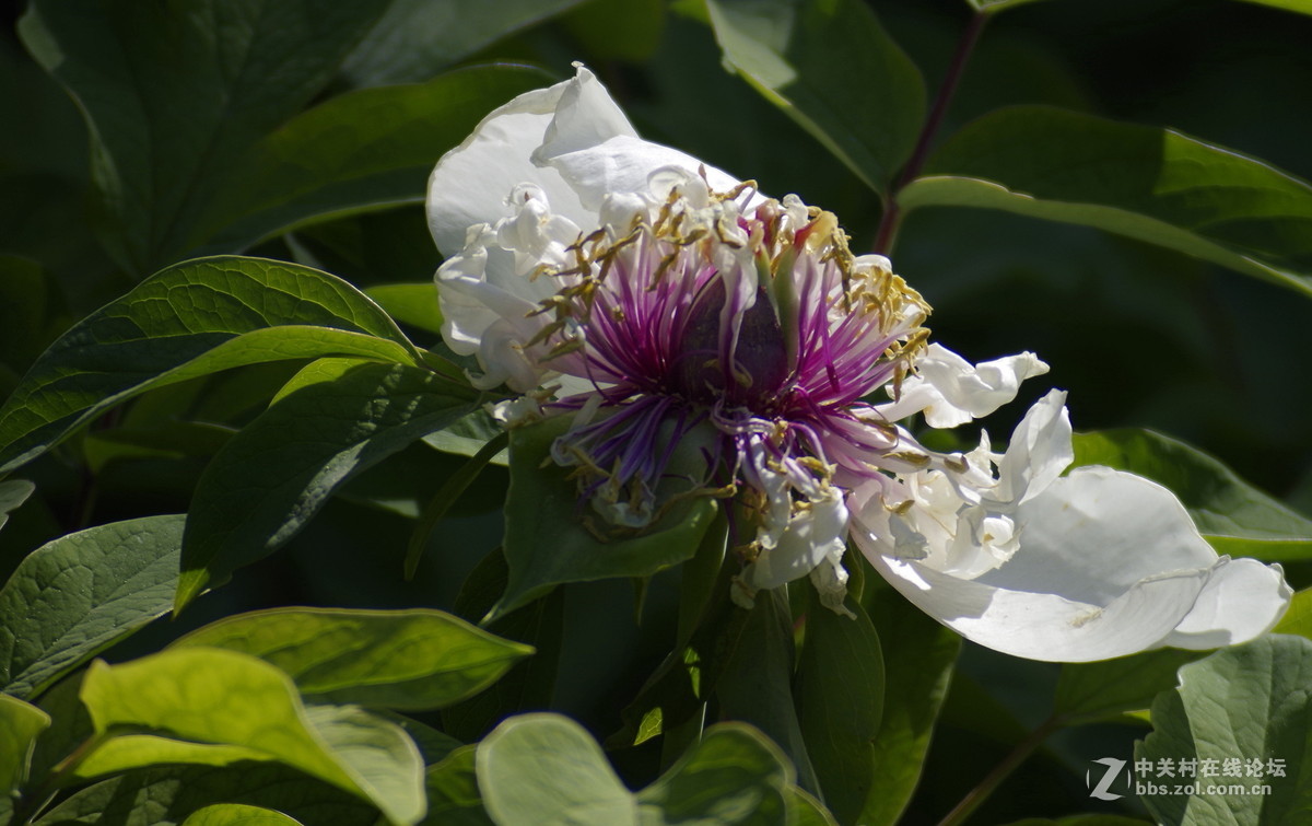 雍容华贵---牡丹