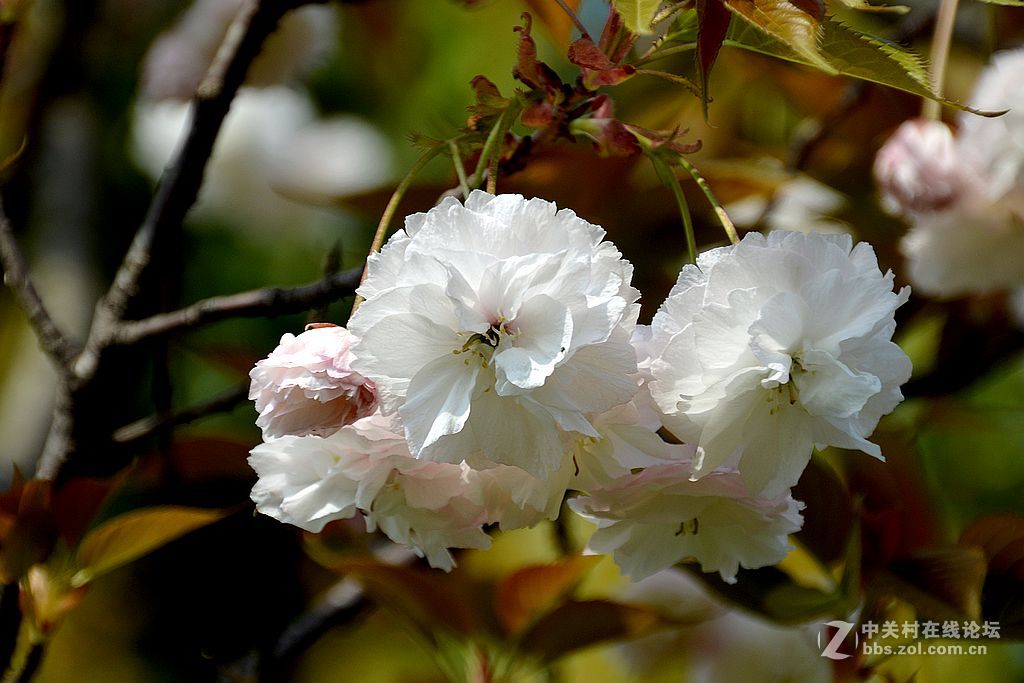 白色多瓣樱花