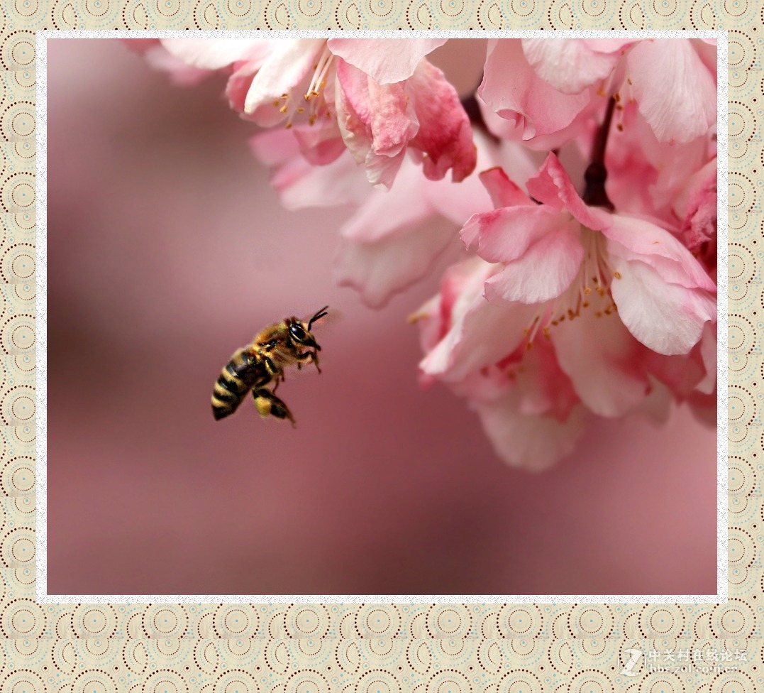 繁花丛中追飞蜂