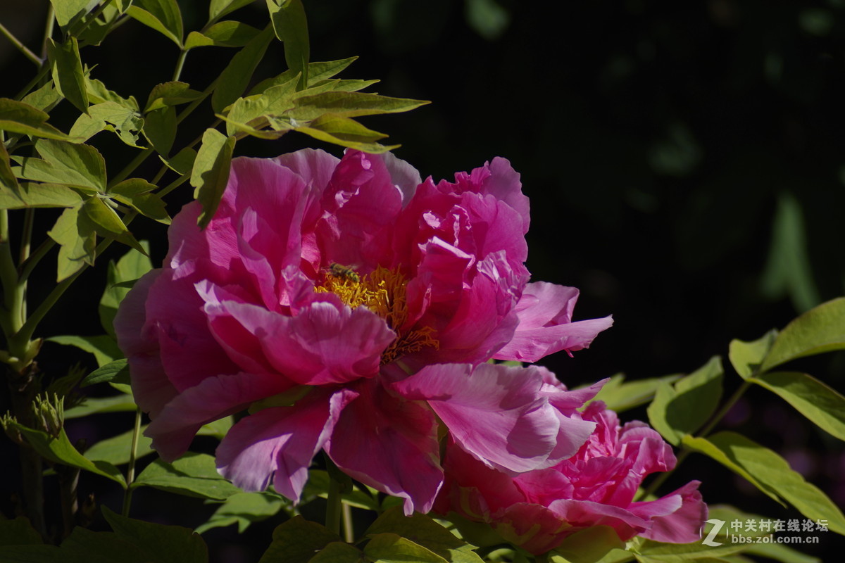 雍容华贵---牡丹