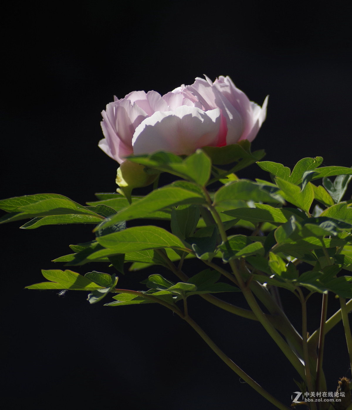 雍容华贵---牡丹