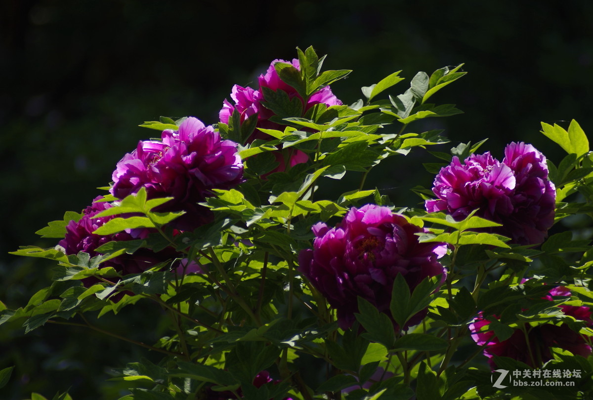 雍容华贵---牡丹