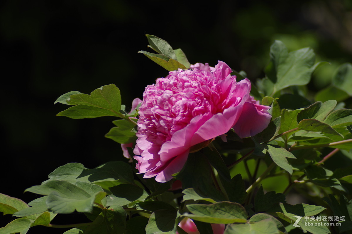 雍容华贵---牡丹