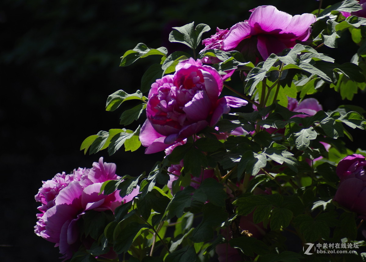 雍容华贵---牡丹