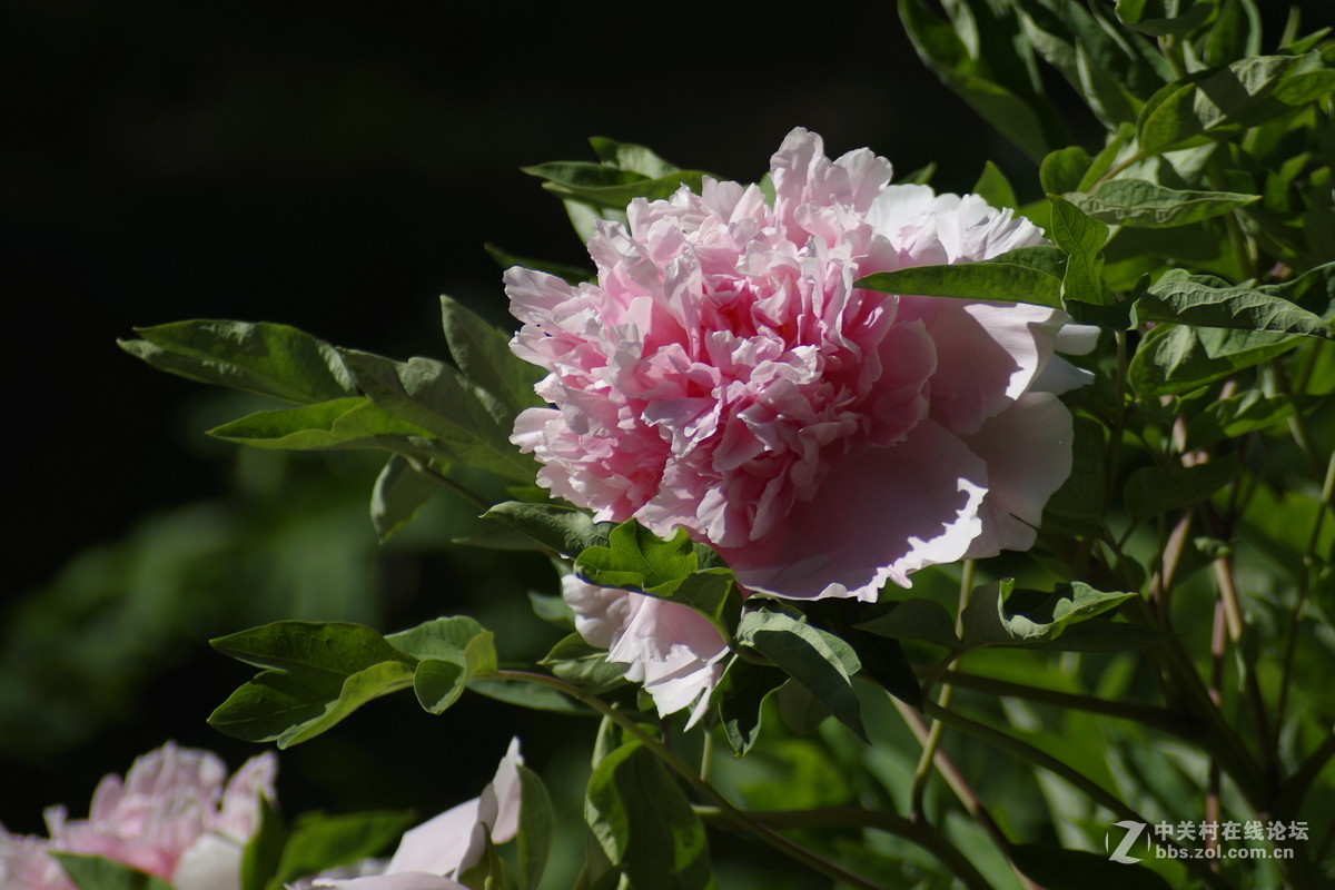 雍容华贵---牡丹
