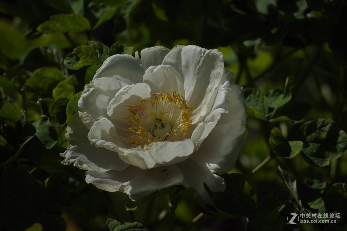 雍容华贵---牡丹