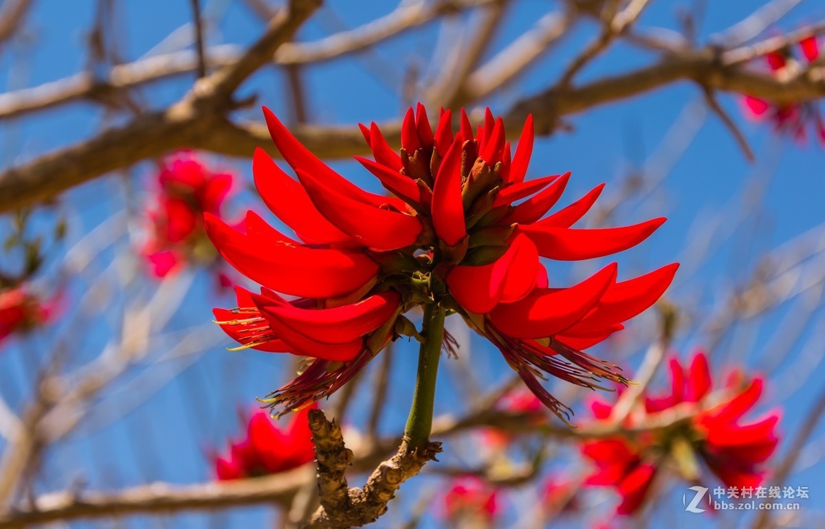 刺桐花红红似染恰如金沙河谷木棉花