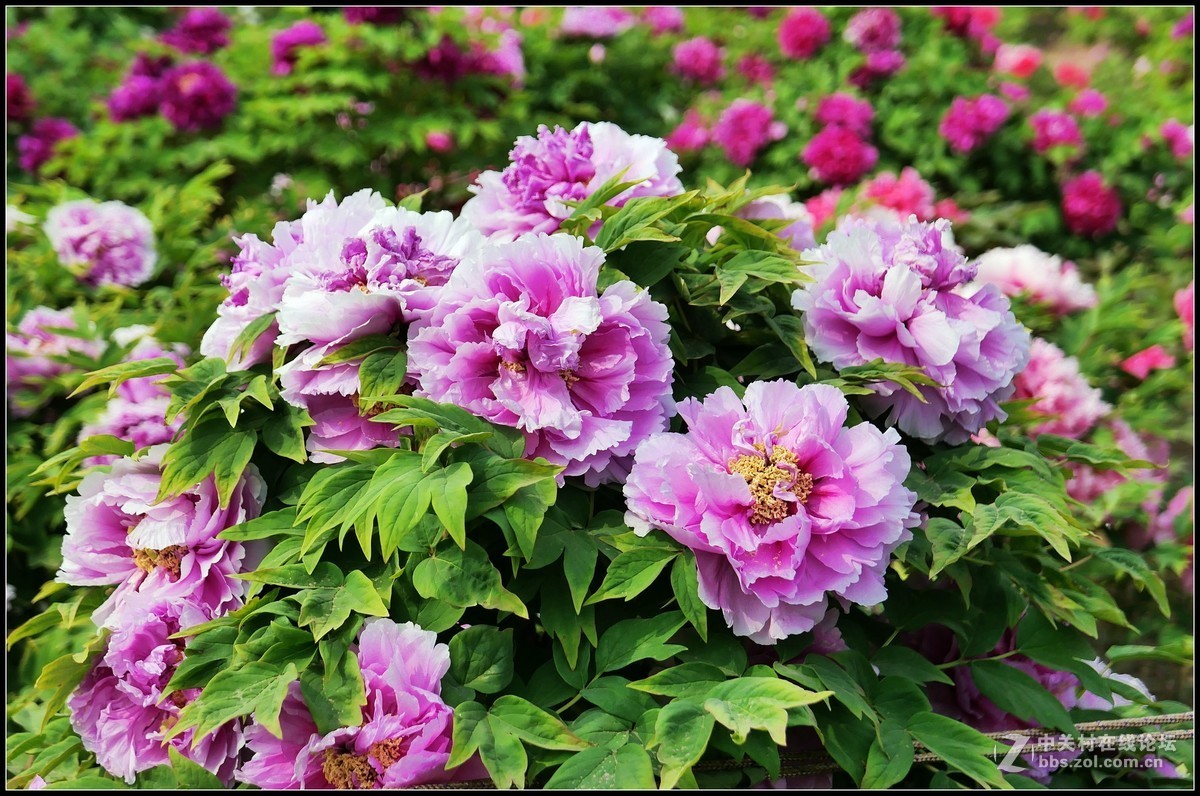 樱花渐谢牡丹开，国色天香惹人爱