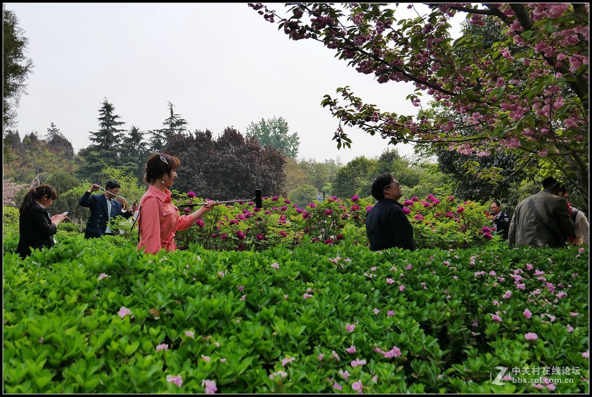 樱花渐谢牡丹开，国色天香惹人爱