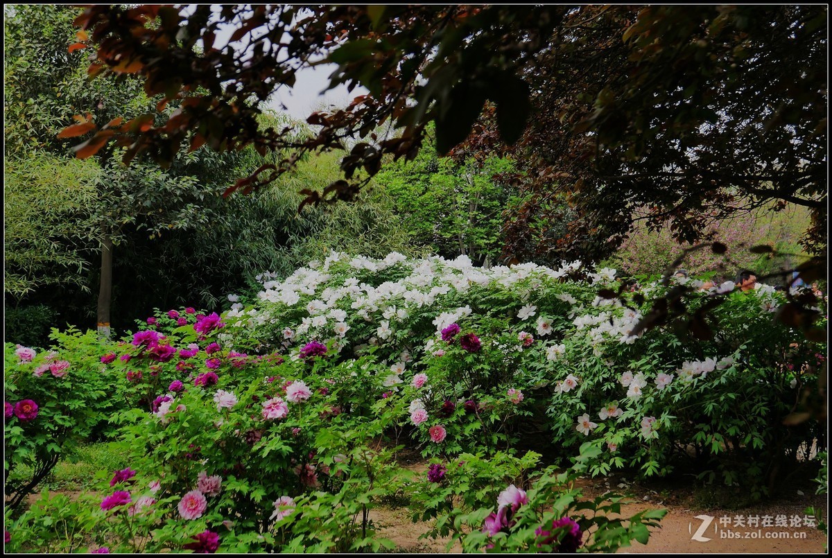 樱花渐谢牡丹开，国色天香惹人爱