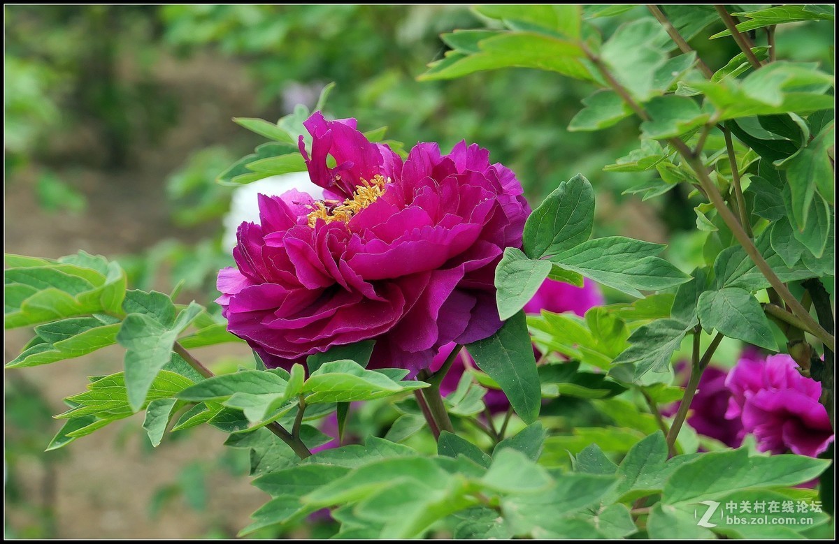 樱花渐谢牡丹开，国色天香惹人爱