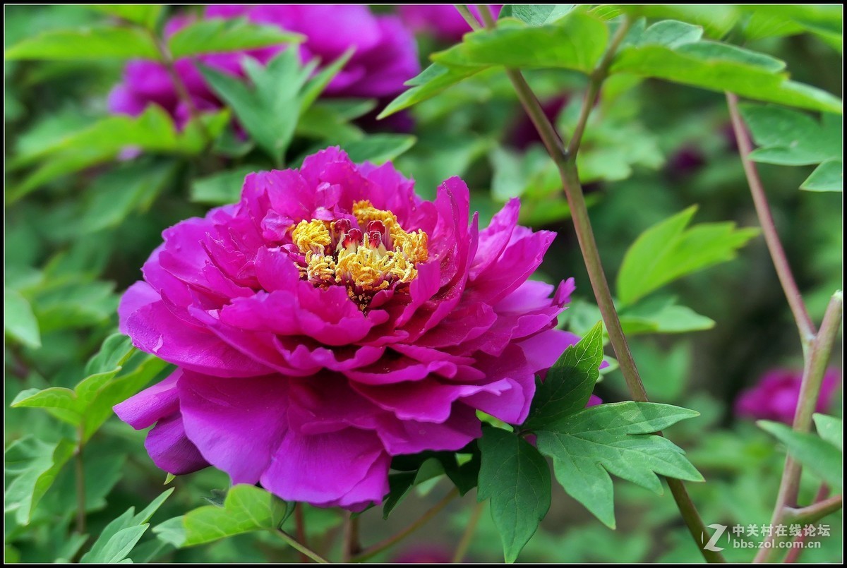 樱花渐谢牡丹开，国色天香惹人爱