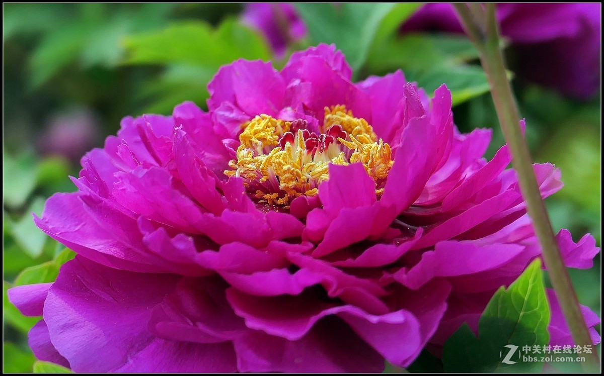 樱花渐谢牡丹开，国色天香惹人爱