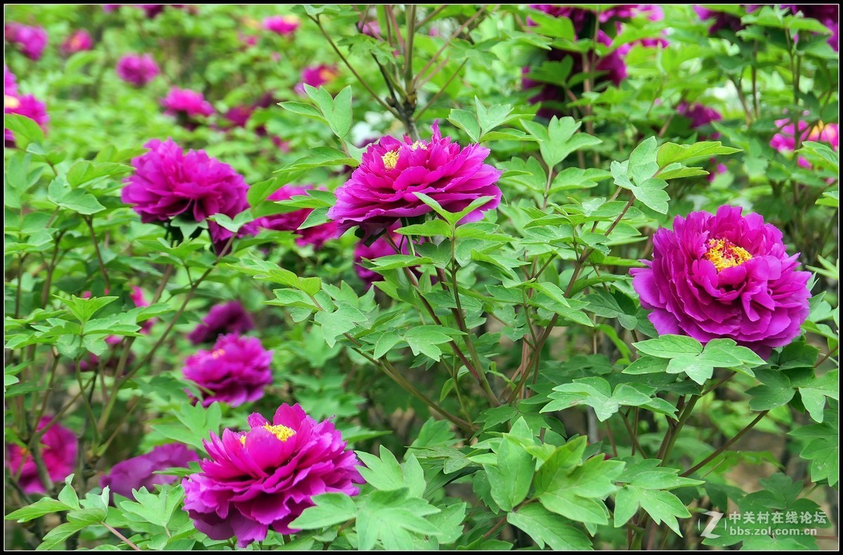 樱花渐谢牡丹开，国色天香惹人爱