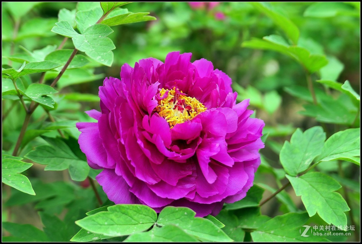 樱花渐谢牡丹开，国色天香惹人爱