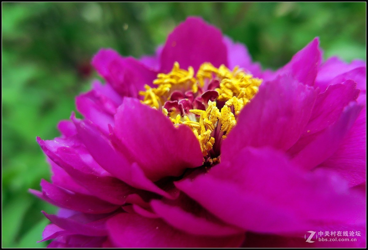 樱花渐谢牡丹开，国色天香惹人爱