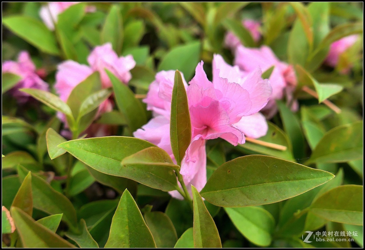 樱花渐谢牡丹开，国色天香惹人爱