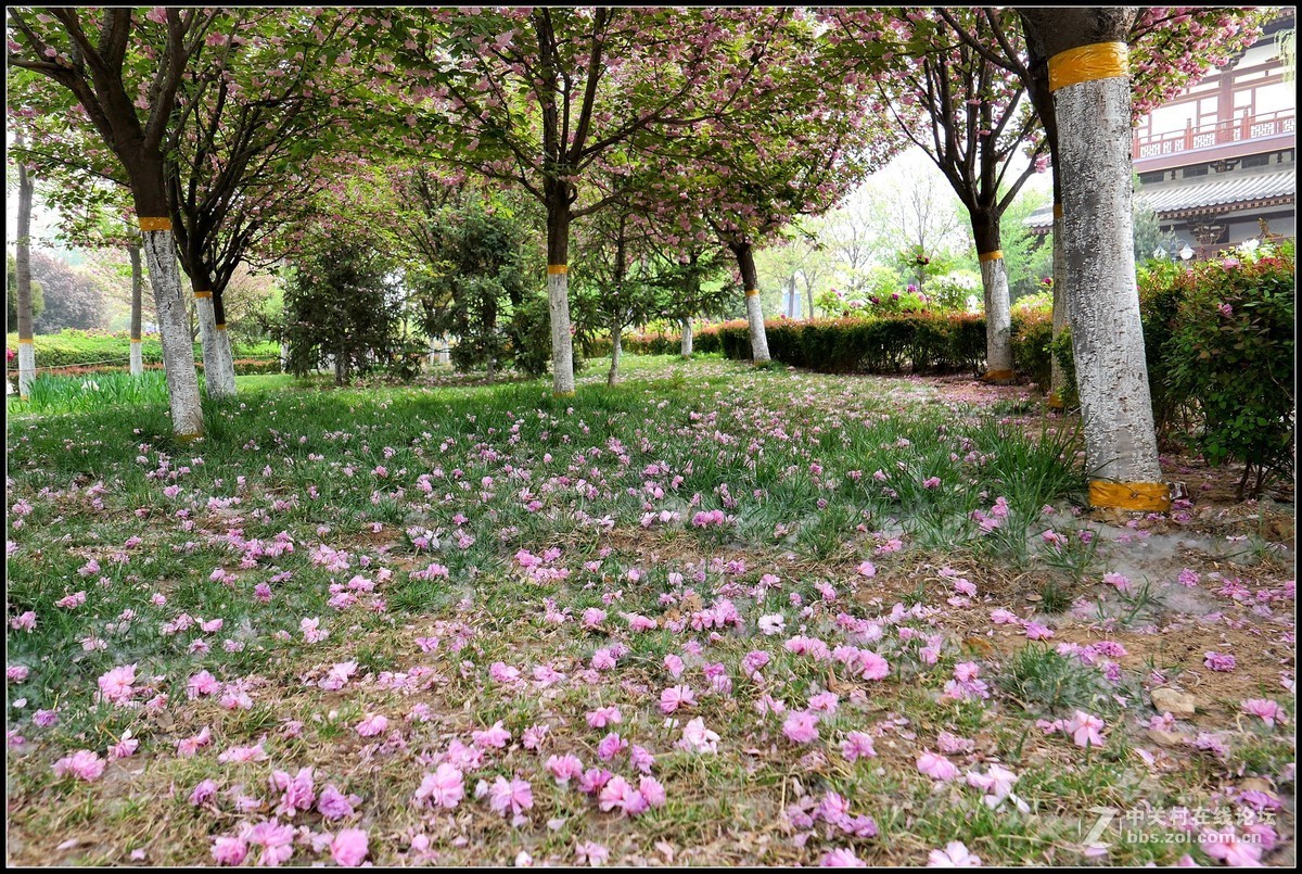 樱花渐谢牡丹开，国色天香惹人爱