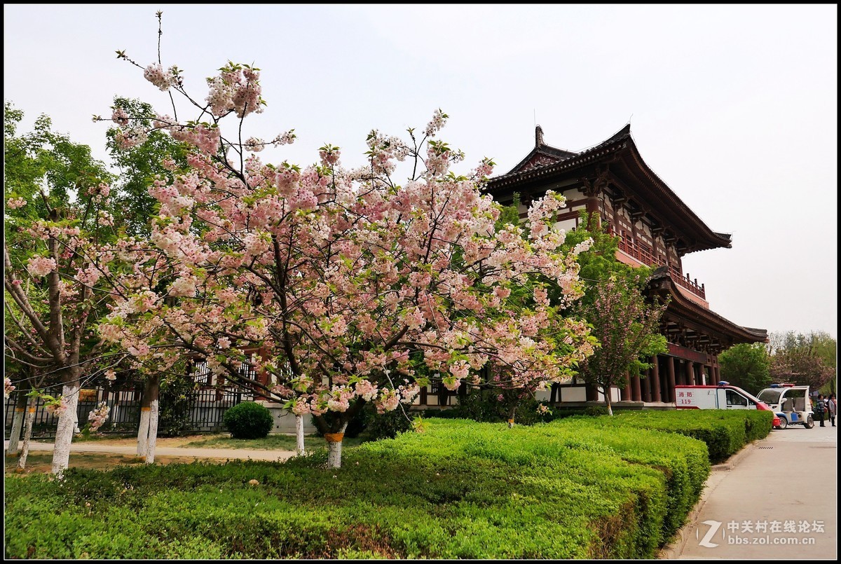 樱花渐谢牡丹开，国色天香惹人爱